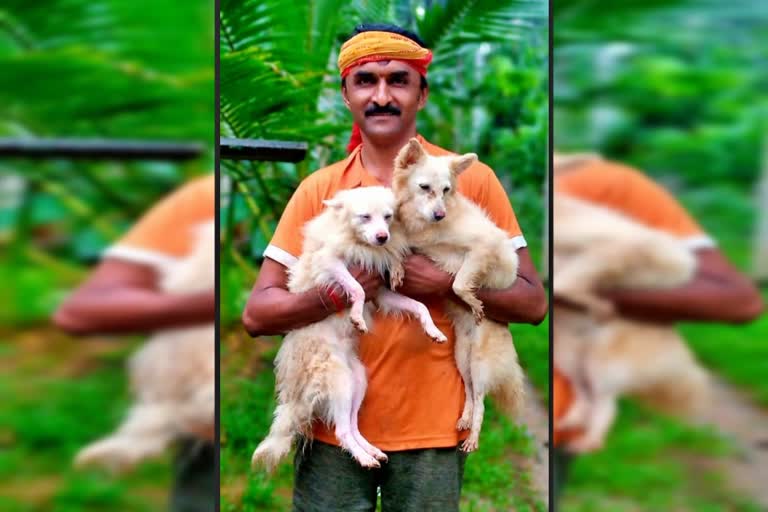 dogs found alive  flood in Dakshina Kannada  Lucky dogs found alive and well after being lost  ನೆರೆಯಲ್ಲಿ ಕೊಚ್ಚಿ ಹೋದ ಶ್ವಾನಗಳು  ಬದುಕಿ ಬಂದು ಯಜಮಾನನ ಮಡಿಲು ಸೇರಿದ ನಾಯಿಗಳು  ದಕ್ಷಿಣಕನ್ನಡದಲ್ಲಿ ಭಾರೀ ಮಳೆ  ಮನೆಯವರ ಮುಖದಲ್ಲಿ ಸಂತಸ  ಸುಳ್ಯ ತಾಲೂಕಿನ ಕೊಲ್ಲಮೊಗ್ರ