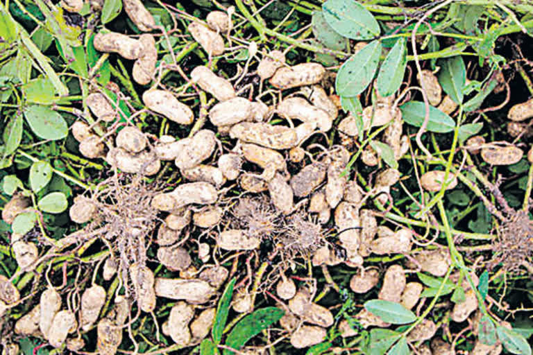 Ground Nuts