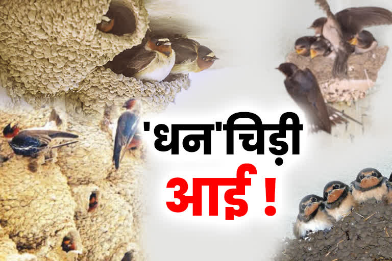 migratory bird dhanchidi