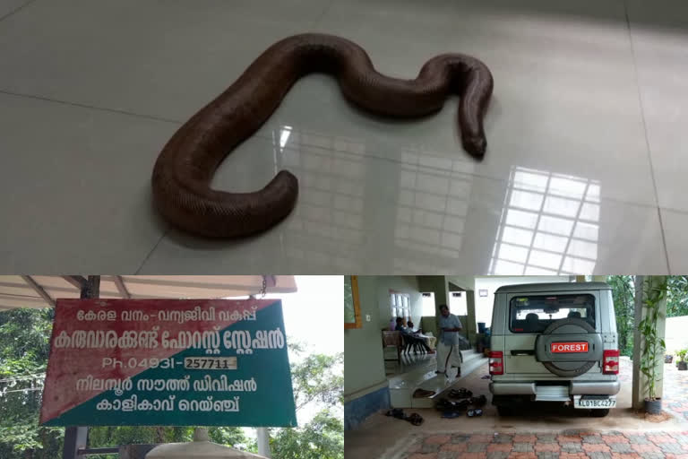 Western blind snake  two men arrested with Western blind snake in malappuram  ഇരുതലമൂരി  വേങ്ങൂർ  malappuram news  malappuram latest news  മലപ്പുറം വാര്‍ത്തകള്‍  സർക്കാർ വന്യജീവി സംരക്ഷണ നിയമപ്രകാരം  മൂന്നര കിലോ തൂക്കമുള്ള ഇരുതലമൂരിയുമായി യുവാക്കള്‍ പിടിയില്‍