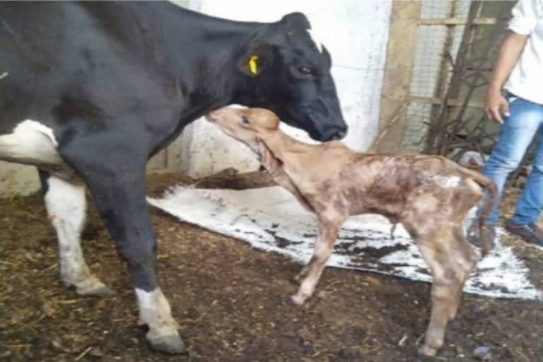 first Gir breed calf birth in Pune