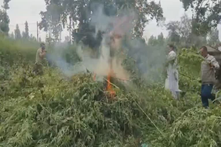 wild-cannabis-destroyed-in-ganderbal-by-excise-department