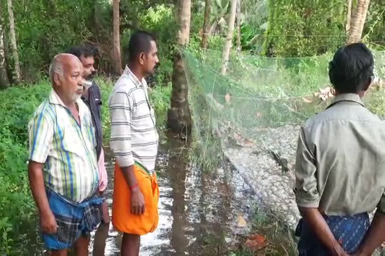 Fish farming destroyed in Kottayam  Kottayam monsoon disaster  Fish farming destroyed Vaikkom  കോട്ടയത്ത് വന്‍ മഴക്കെടുതി  വൈക്കം മേഖലയില്‍ മത്സ്യകൃഷി നശിച്ചു  സി ബി രഘുവിന്‍റെ ഫാമിലെ മത്സ്യ കുഞ്ഞുങ്ങൾ ചത്തു  Fish farming destroyed due to Heavy Rain Vaikom  മത്സ്യ കര്‍ഷകര്‍