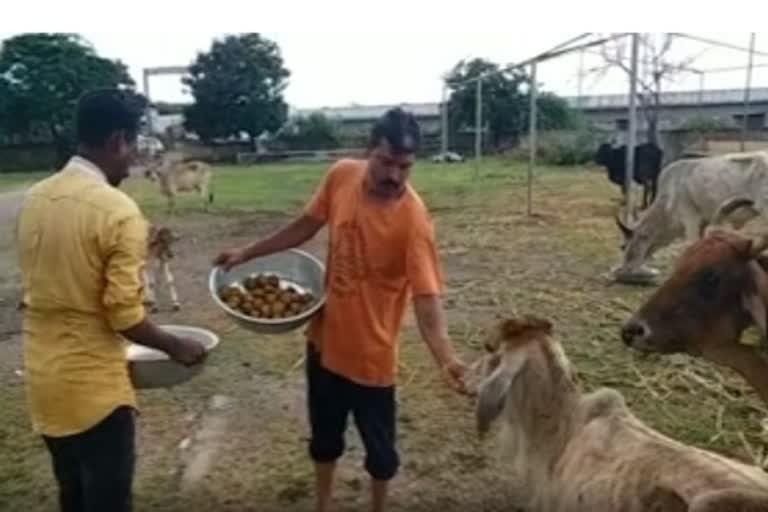 Ayurvedic laddus being fed to cows