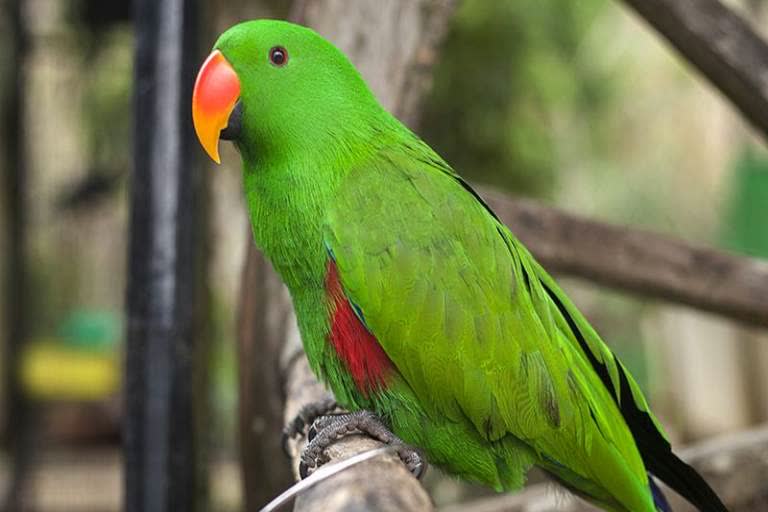 police station against parrot whistles in pune