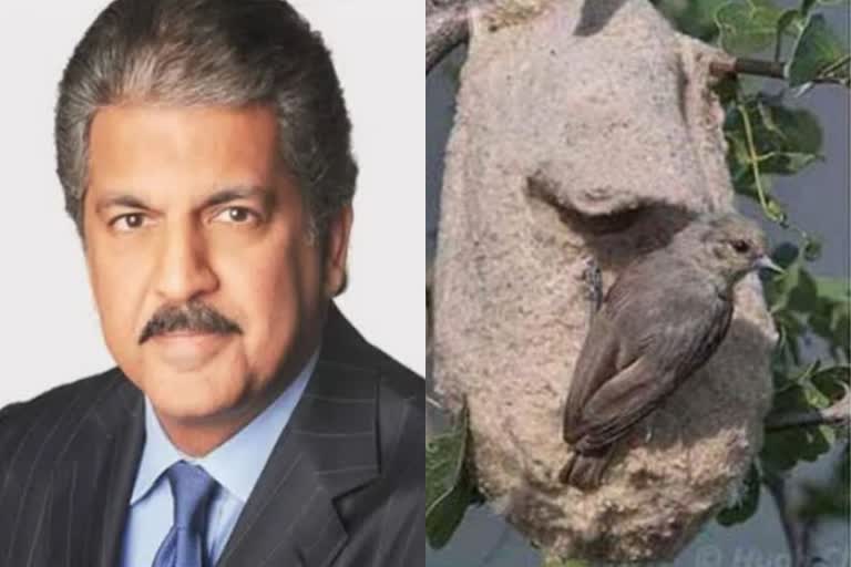 Anand Mahindra wants to hire a bird