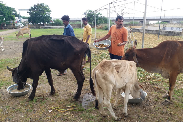 Ayurvedic laddu for cows