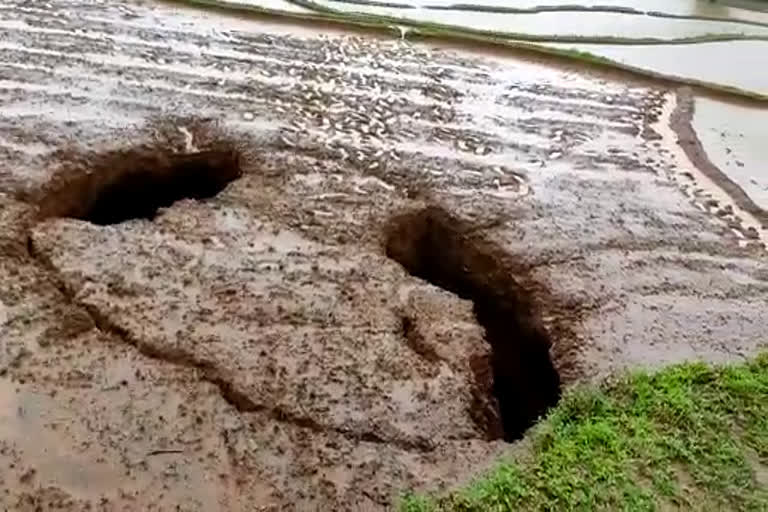 Rain in Chikmagalur