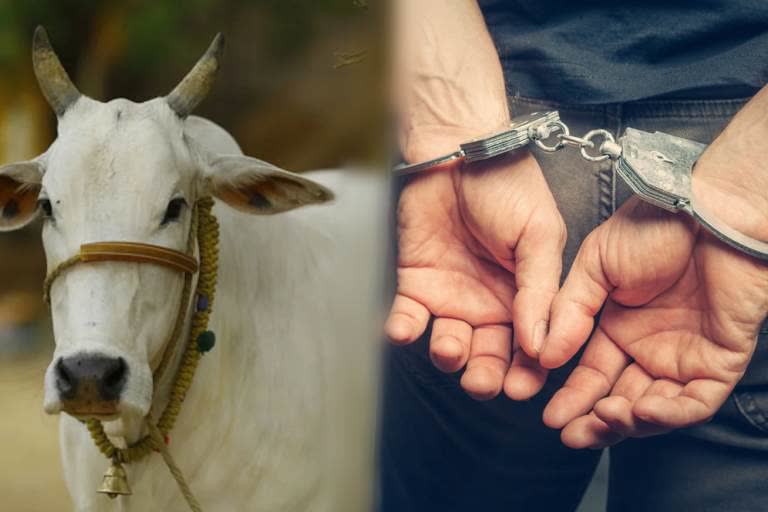 Man arrested for unnatural sex with cows