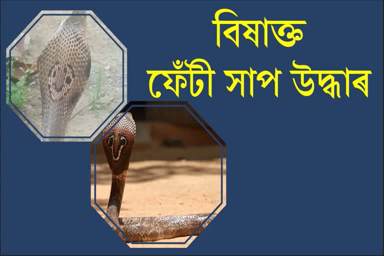 Spectacled Cobra rescued at Kaliabor
