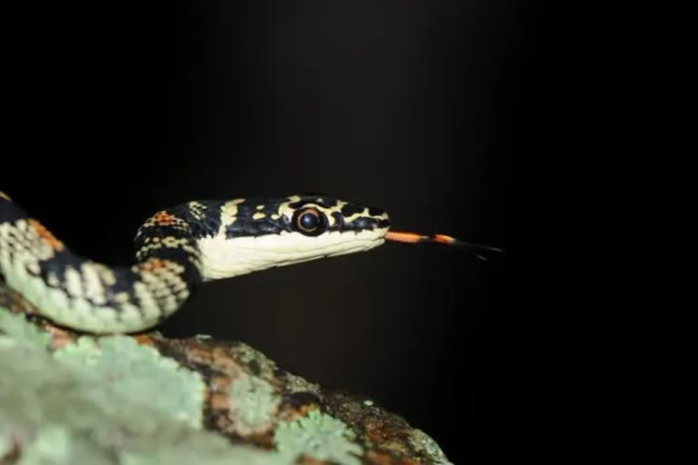 four siblings bitten by snake in banda