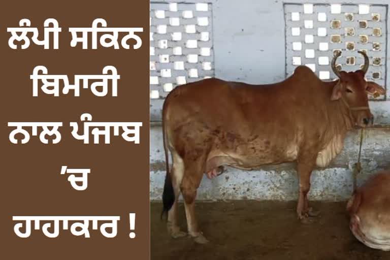 Lumpy skin disease also struck in Bhawanigarh 70 to 80 cattle fell ill in a gaushal.