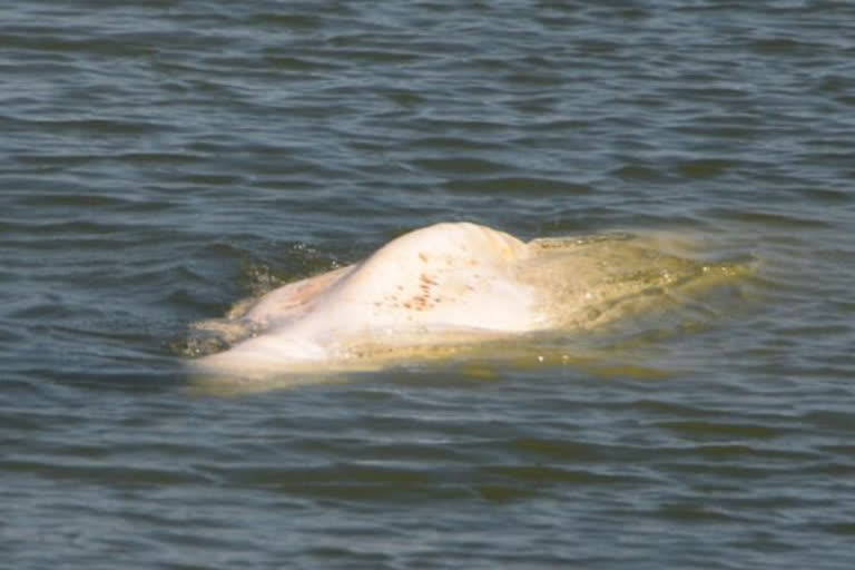 beluga whale