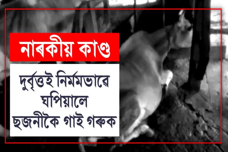 Six Cows brutally attacked by miscreants in Lakhimpur