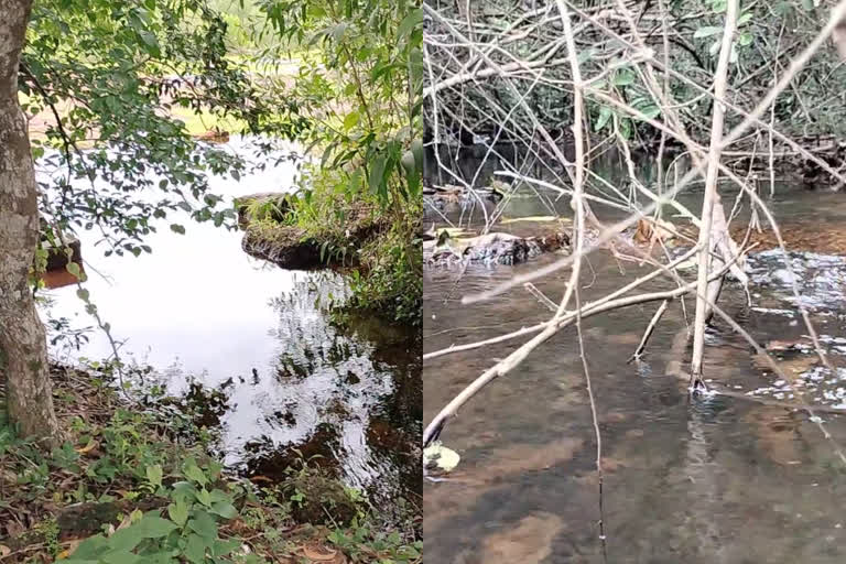 fishes Migration kannur kerala  മുട്ടയിടാന്‍ ഒഴുക്കിനെതിരെ നീന്തി മീനുകള്‍  കണ്ണൂര്‍ ഇന്നത്തെ വാര്‍ത്ത  kannur todays news  കണ്ണൂരിലെ ശൂലാപ്പ് കാവില്‍ മീനുകളുടെ കുടിയേറ്റം  fishes Migration in shulapp kavu kannur