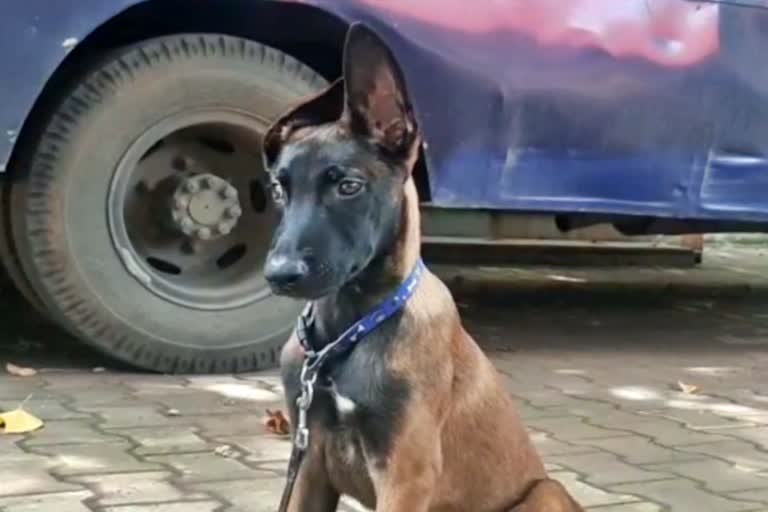 Belgium Malinois Dog Nashik