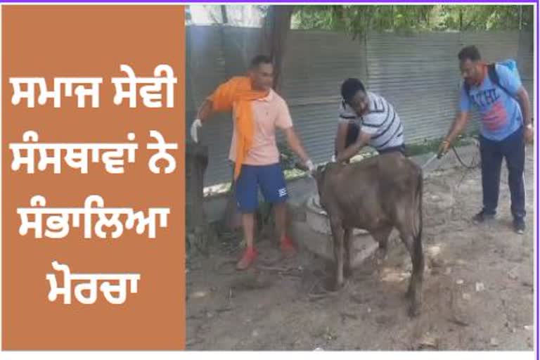 Lumpy disease raised concern of social welfare organizations started treatment of abandoned animals