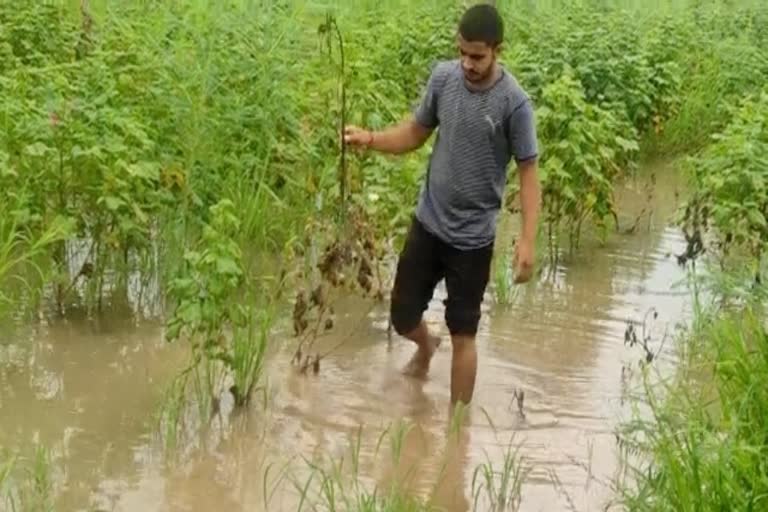 Cotton Crop Damaged in Hisar