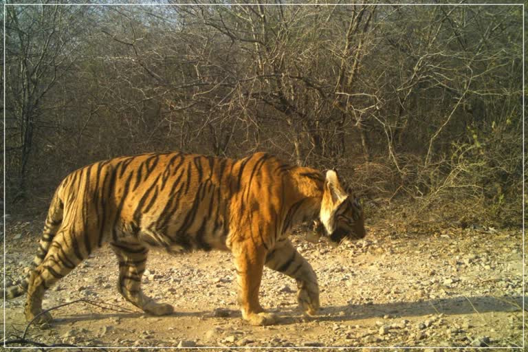 Sariska Tiger Reserve