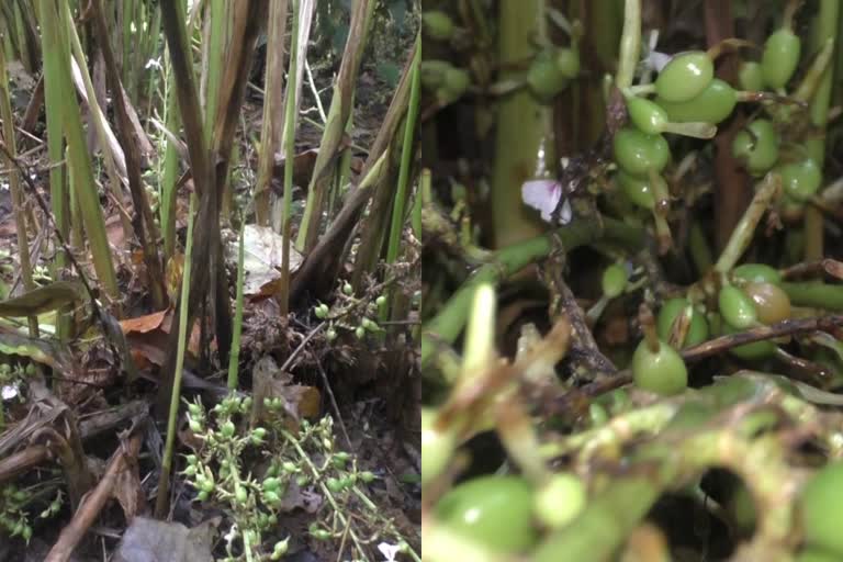 idukky Cardamom issue  Idukki cardamom cultivation in crisis  ഏലം കൃഷി പ്രതിസന്ധിയിൽ  ഇടുക്കി ഏലം കൃഷി പ്രതിസന്ധി  ഇടുക്കി വാർത്തകൾ  കേരള വാർത്തകൾ  ഏറ്റവും പുതിയ വാർത്തകൾ  ഏലം കൃഷി പ്രതികൂല കാലാവസ്ഥ  ഏലം കര്‍ഷകര്‍ പ്രതിസന്ധിയിൽ  idukki latest news  kerala climate news  kerala latest news  കേരളത്തിലെ കാലാവസ്ഥ വാർത്തകൾ