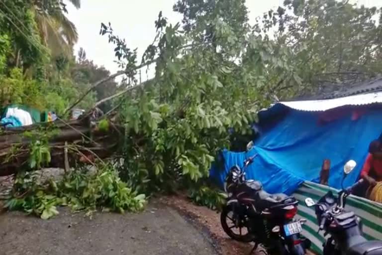 two-women-died-after-a-huge-tree-fell-on-their-house