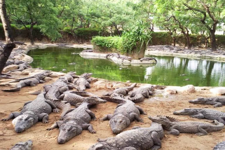 1,000 முதலைகளை குஜராத் கொண்டு செல்ல எதிர்ப்பு; வழக்கை தள்ளுபடி செய்த உயர்நீதிமன்றம்