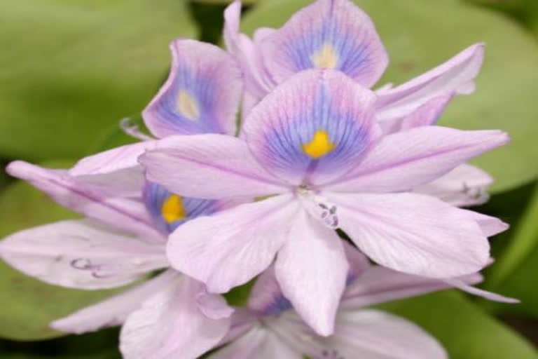 Bengal civic body sends rakhis made of water hyacinths to global leaders