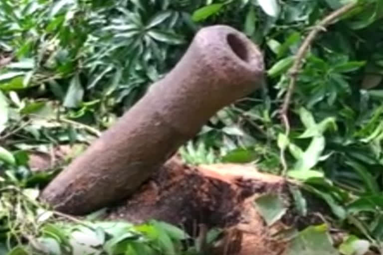 Ancient cannon, believed from Tipu Sultan's ear, discovered at a private property