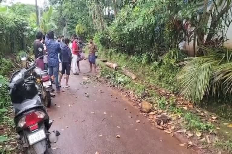 coconut tree fell on body in Vadakara  Kozhikkode News  Vadakara News  Local News Kozhikkode  Two children injured due to coconut tree fell on body in Vadakara  Two children were injured due to The coconut tree fell on the body in Kozhikkode Vadakara  ശക്തമായ കാറ്റിൽ തെങ്ങ് ദേഹത്തേക്ക് വീണു  കോഴിക്കോട് വടകരയിൽ ശക്തമായ കാറ്റിൽ തെങ്ങ് ദേഹത്തേക്ക് വീണ് രണ്ട് വിദ്യാർത്ഥികള്‍ക്ക് പരിക്ക്  മേമുണ്ട ഹയർ സെക്കൻഡറി സ്‌കൂള്‍  ദേഹത്തേക്ക് തെങ്ങ് മുറിഞ്ഞ് വീഴുകയായിരുന്നു  കോഴിക്കോട് മെഡിക്കൽ കോളജ്  Kozhikkode Medical College