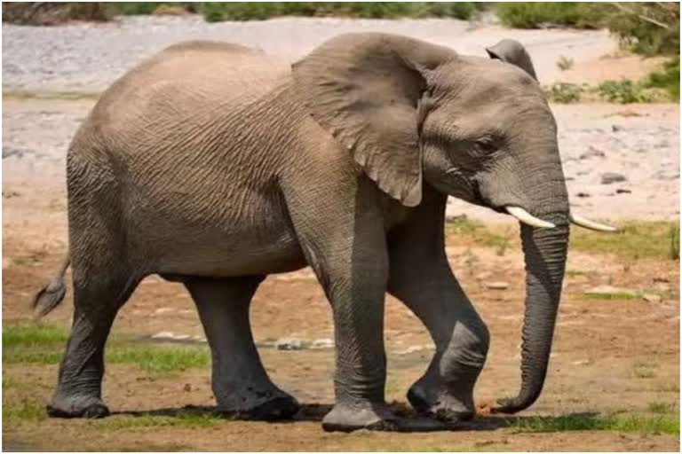 Elephants crush woman in Balod district