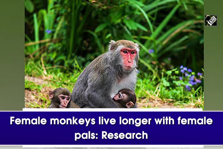 Female monkeys