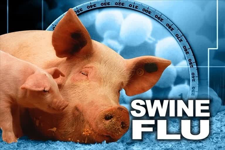 Now the danger of swine flu in Chhattisgarh