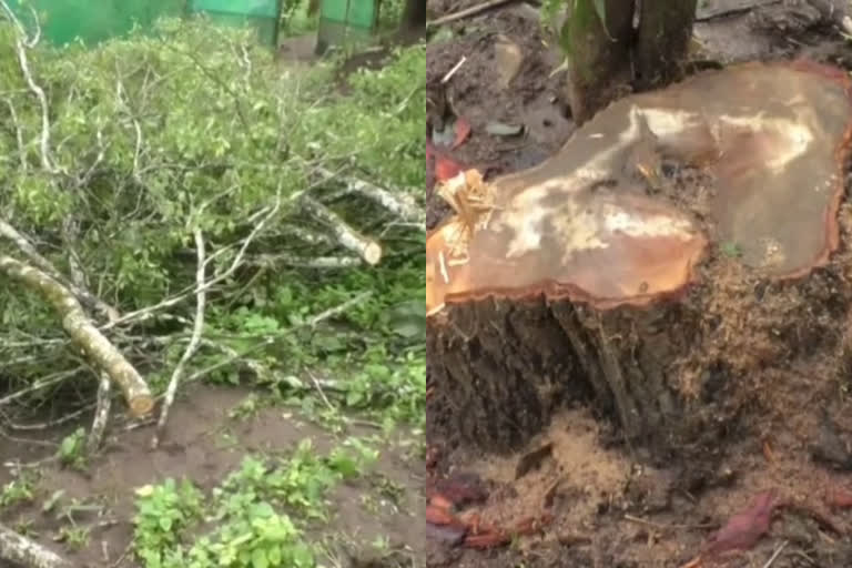 Sandalwood theft in idukki  Sandalwood  Sandalwood theft  idukki  idukki theft  ഇടുക്കിയിൽ മോഷണം  ഇടുക്കി മോഷണം  ഇടുക്കി മറയൂർ  ഇടുക്കി പട്ടം കോളനി  ഇടുക്കി ചന്ദനമോഷണം  ചന്ദനമോഷണം  ചന്ദനമോഷണം പട്ടം കോളനി  ചന്ദനമരങ്ങൾ മോഷണം  പട്ടം കോളനി