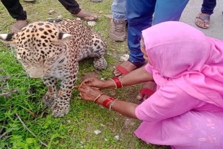 rakhi to ailing leopard