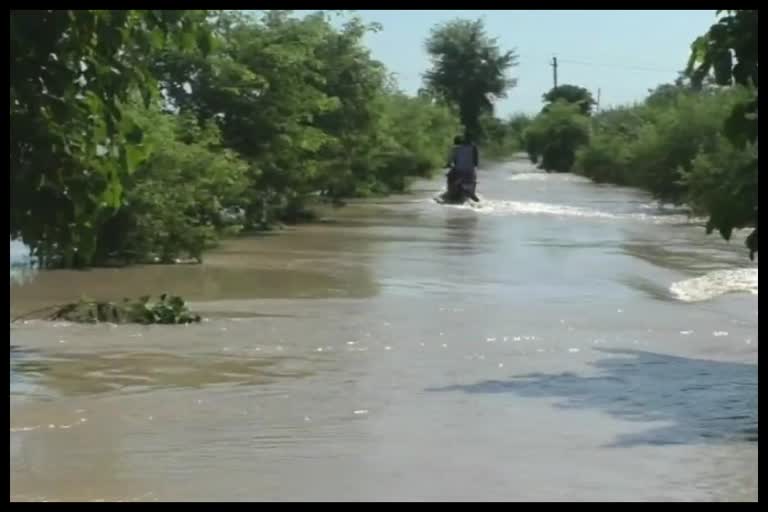 Crops ruined due to flood water reaching the fieldsखेतों में पहुंचने से फसलें हुई बर्बाद