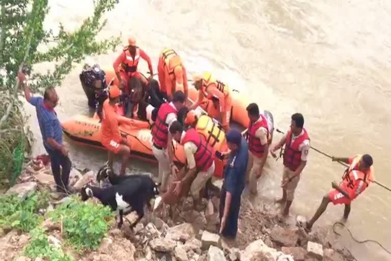 ndrf-rescue-the-two-persons-and-sheep-in-koppal