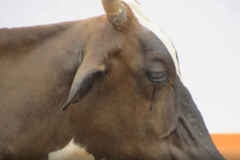 Five held for hitting cow throwing it off bridge in Chhattisgarh village