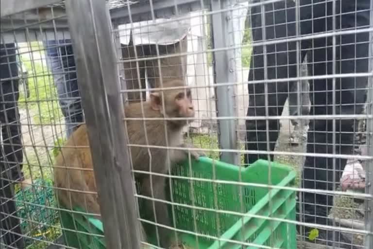 honey trap used to catch monkey in sangamner  Monkey In Honeytrap  ആൺകുരങ്ങനെ പിടികൂടാൻ ഹണിട്രാപ്പ്  കുരങ്ങ് ആക്രമണം  ആൺകുരങ്ങനെ പിടികൂടി വനംവകുപ്പ്  കുരങ്ങനെ ഹണിട്രാപ്പിലൂടെ പിടികൂടി  അഹമ്മദ്‌നഗർ കുരങ്ങ് ആക്രമണം  അഹമ്മദ്‌നഗർ വനംവകുപ്പ്