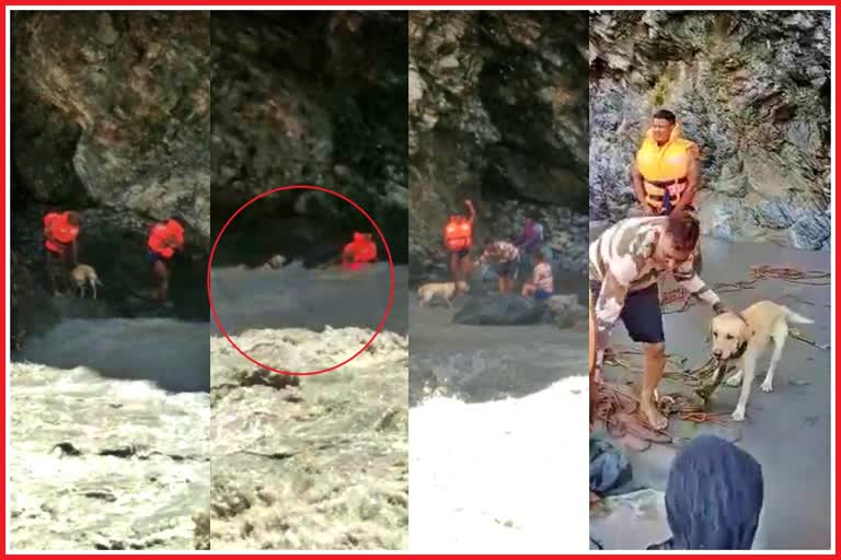 Pet dog trapped in Spiti river