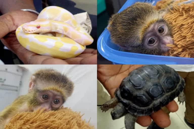 20 non-venomous snakes, 2 turtles and a monkey smuggled from Thailand seized at Chennai airport