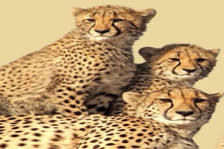 Cheetahs to be brought from South Africa and Namibia in MP