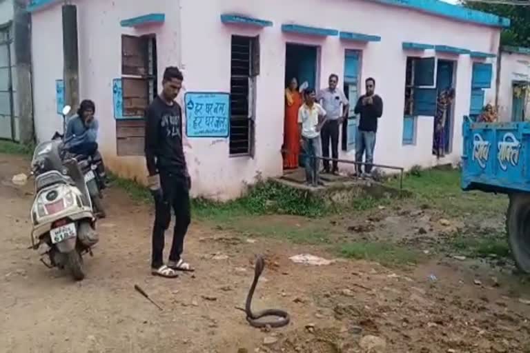 Kobra Found in Vidisha