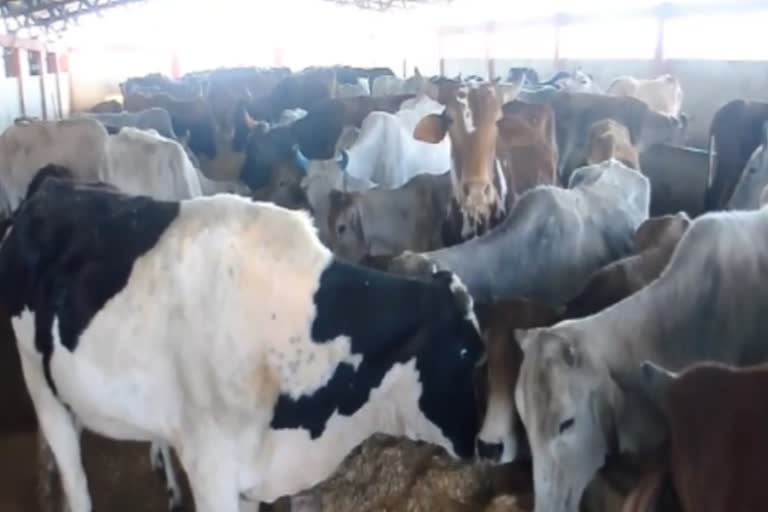 Lumpy Virus symptoms in Cows