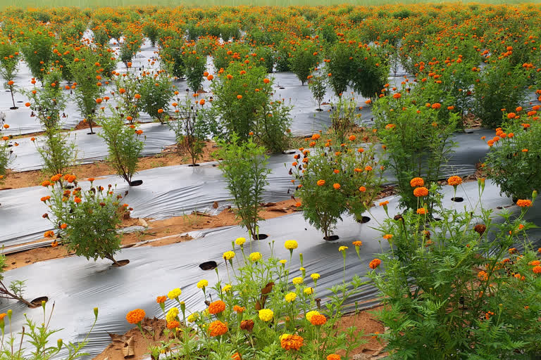 Floriculture in Lohardaga