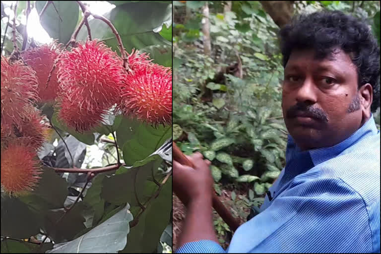 തിരുവനന്തപുരത്ത് വാണിജ്യാടിസ്ഥാനത്തില്‍ റമ്പൂട്ടാന്‍ കൃഷി  തിരുവനന്തപുരത്ത് വാണിജ്യാടിസ്ഥാനത്തില്‍ റമ്പൂട്ടാന്‍ കൃഷി ചെയ്‌ത് പുങ്കുമൂട് വിജയന്‍  തിരുവനന്തപുരം ഇന്നത്തെ വാര്‍ത്ത  Thiruvananthapuram todays news  Rambutan Cultivation Success  Rambutan Cultivation at Pongumoodu Thiruvananthapuram  റമ്പൂട്ടാന്‍ എങ്ങനെ കൃഷി ചെയ്യാം  how to cultivate rambutan