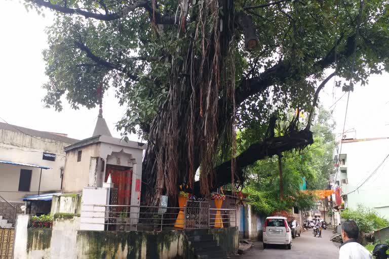 Banyan tree