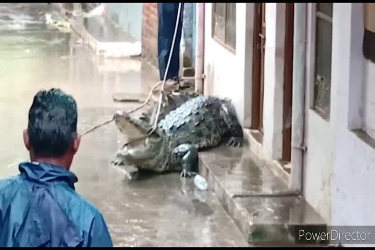 കനത്ത മഴയും വെള്ളപ്പൊക്കവും; ശിവപുരിയിലെ കോളനിയില്‍ മുതലയെ കണ്ടെത്തി