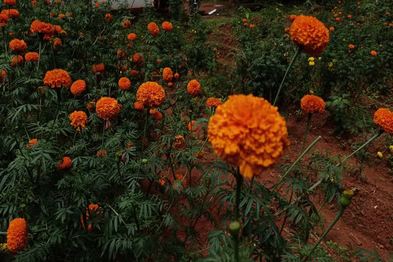 Perumanna Panchayat flower farming  പെരുമണ്ണ പഞ്ചായത്ത്  പെരുമണ്ണ പഞ്ചായത്ത് പൂകൃഷി  ഓണവിപണി ലക്ഷ്യമിട്ട് പെരുമണ്ണ പഞ്ചായത്ത്  കോഴിക്കോട് വാർത്തകൾ  Perumanna Panchayat  kozhikkode latest news  kerala onam news  kerala latest news  ഓണ വാർത്തകൾ  കേരള വാർത്തകൾ  ചെട്ടിപ്പൂ കൃഷി വിജയം