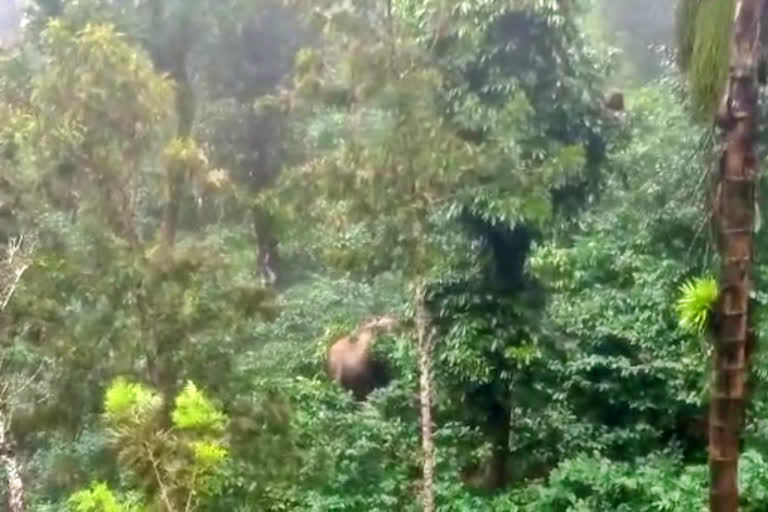 Man died over elephant attack in Chikkamagaluru  elephant attack in Chikkamagaluru  Chikkamagaluru elephant news  ಕಾಡಾನೆ ದಾಳಿಗೆ ವ್ಯಕ್ತಿ ದೇಹ ಛಿದ್ರ  ಕಾಡಾನೆ ದಾಳಿಯಿಂದ ವ್ಯಕ್ತಿ ಮೃತ  ಕಾಡಾನೆ ದಾಳಿಗೆ ವ್ಯಕ್ತಿಯೊಬ್ಬ ಬಲಿ  ಮೃತದೇಹವನ್ನ ಕಂಡ ಕುಟುಂಬಸ್ಥರ ಆಕ್ರಂದನ  ಚಿಕ್ಕಮಗಳುರು ಸುದ್ದಿ