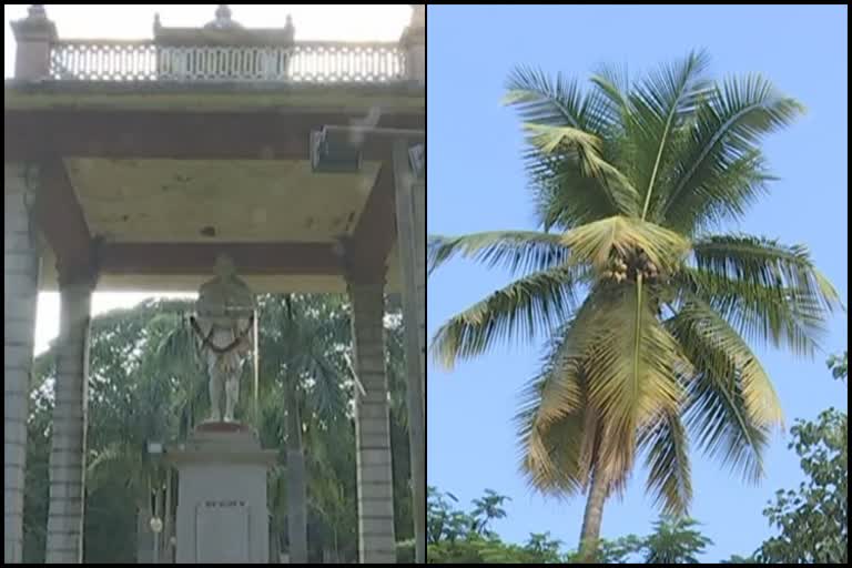 coconut tree planted by Gandhiji when he visit Shimoga